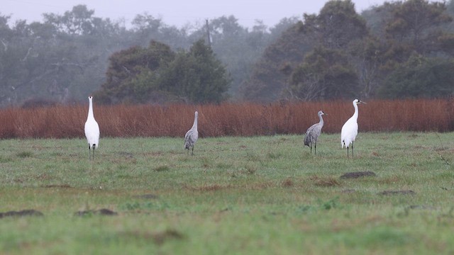 Grulla Trompetera - ML614917951