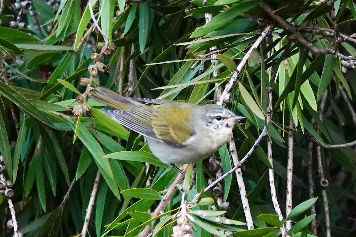 Tennessee Warbler - ML614917957