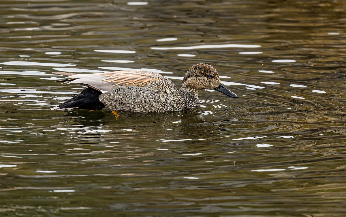 Gadwall - ML614917980