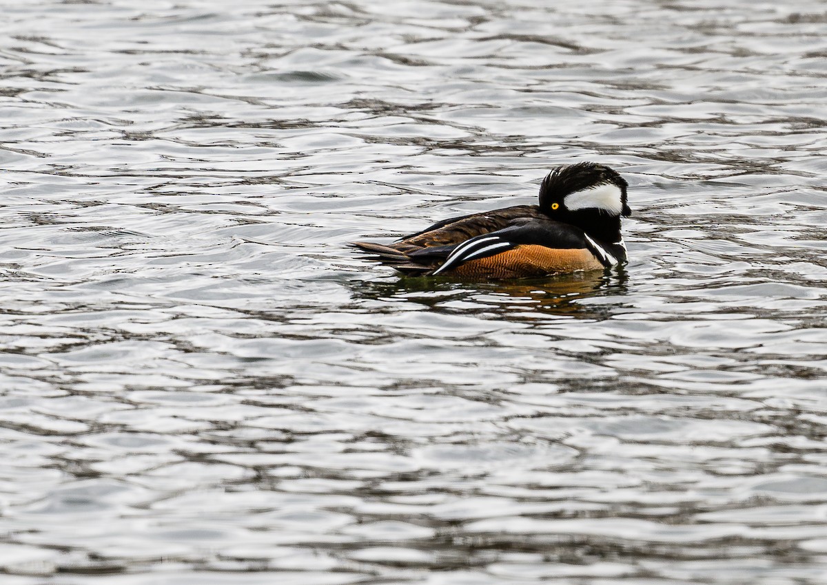 Hooded Merganser - ML614917983