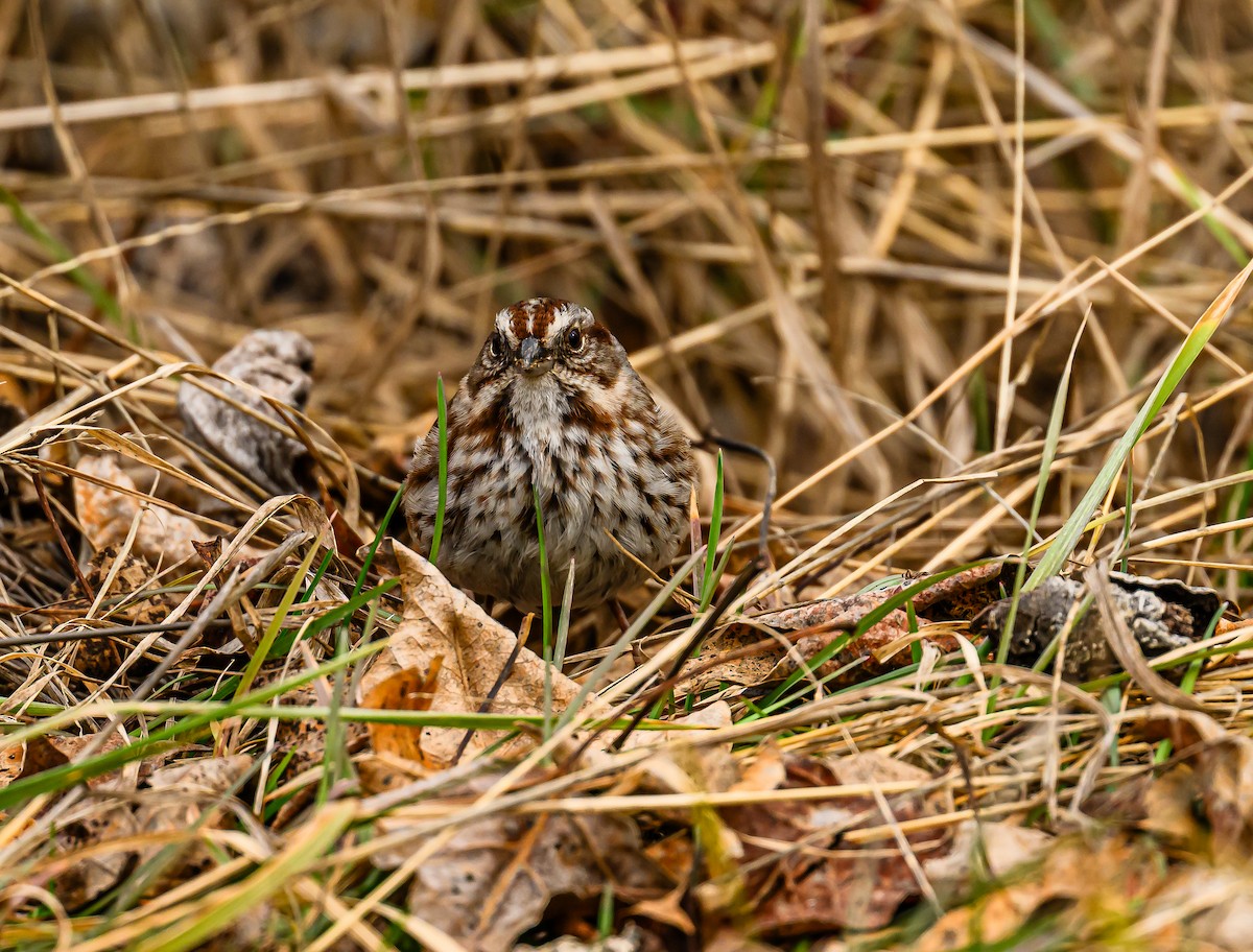 Song Sparrow - ML614917991