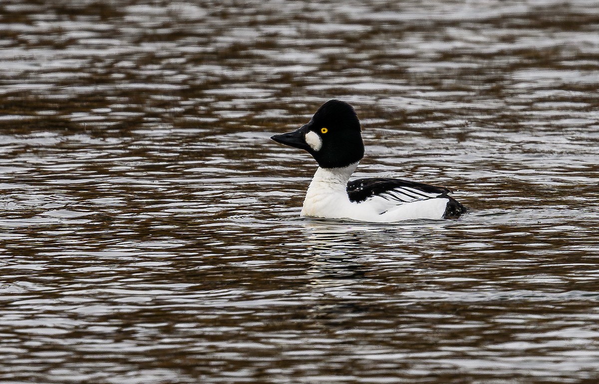 Common Goldeneye - ML614917994