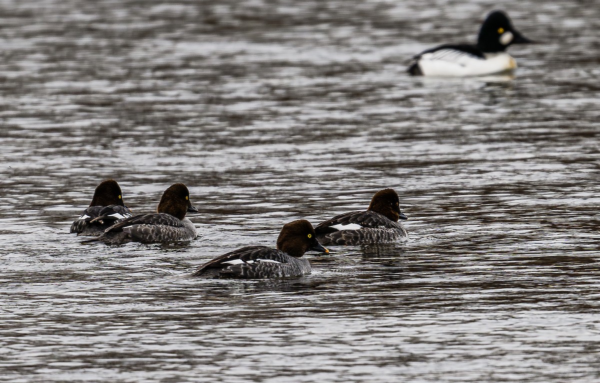 Common Goldeneye - ML614917995