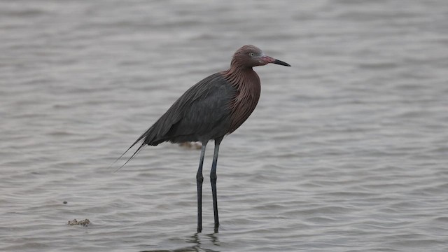 Reddish Egret - ML614918019