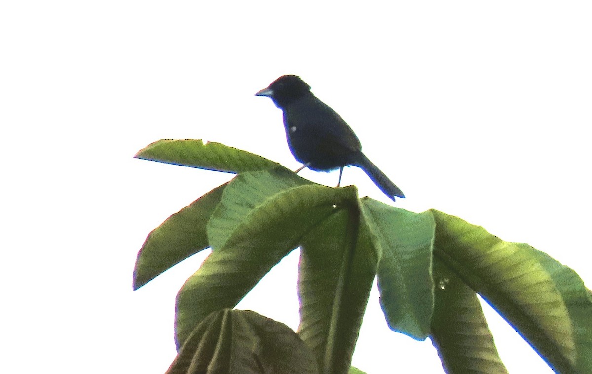 White-lined Tanager - ML614918030