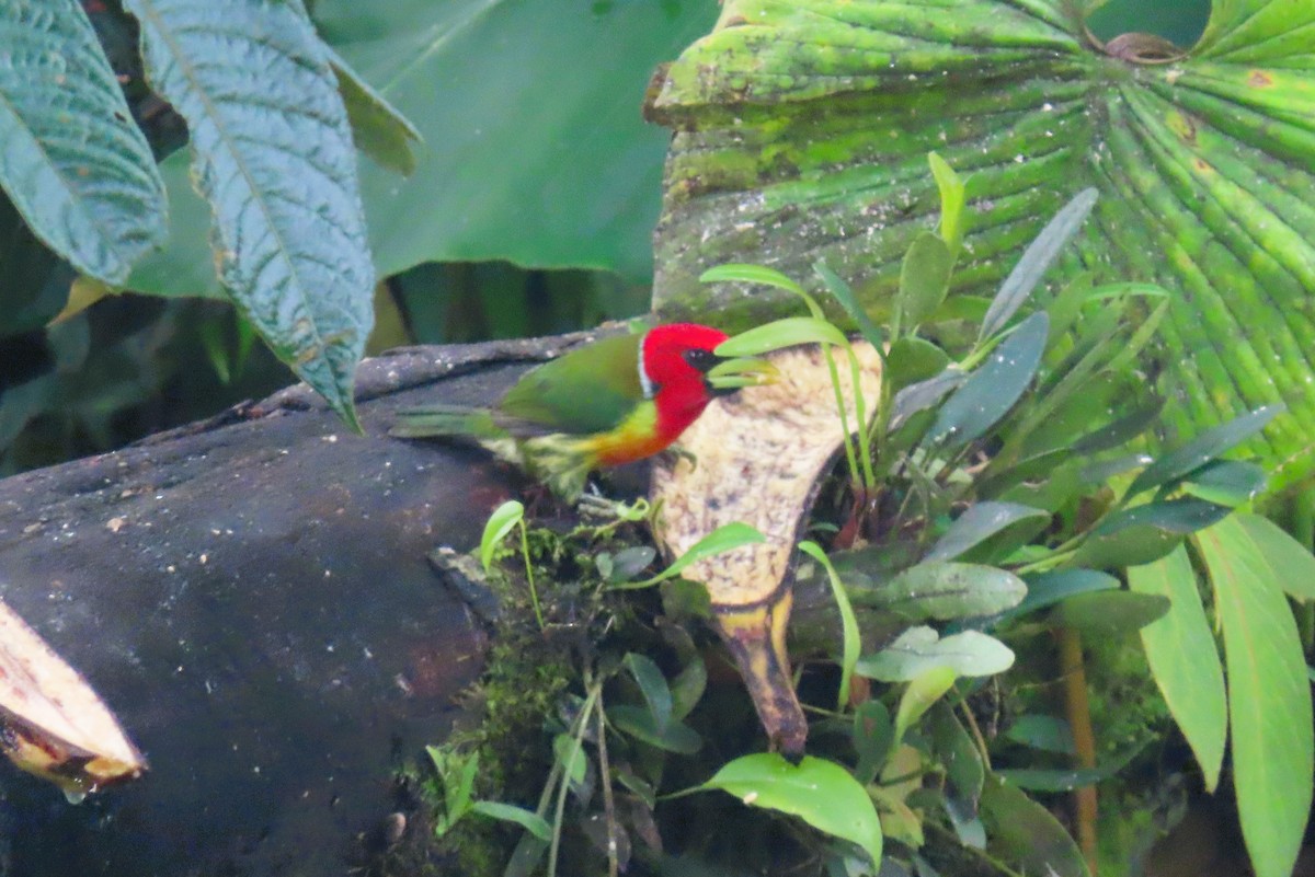 Red-headed Barbet - ML614918084