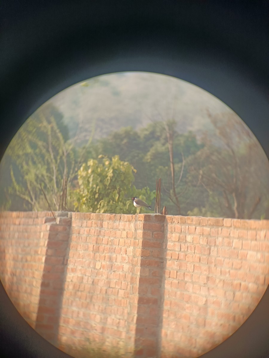 Red-wattled Lapwing - ML614918200