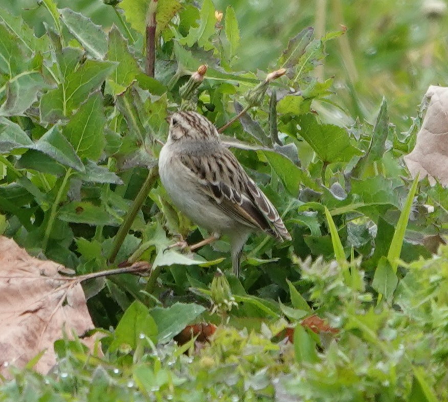 Clay-colored Sparrow - ML614918204