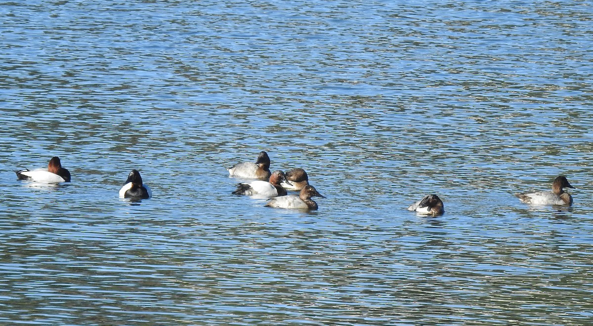 Canvasback - ML614918257