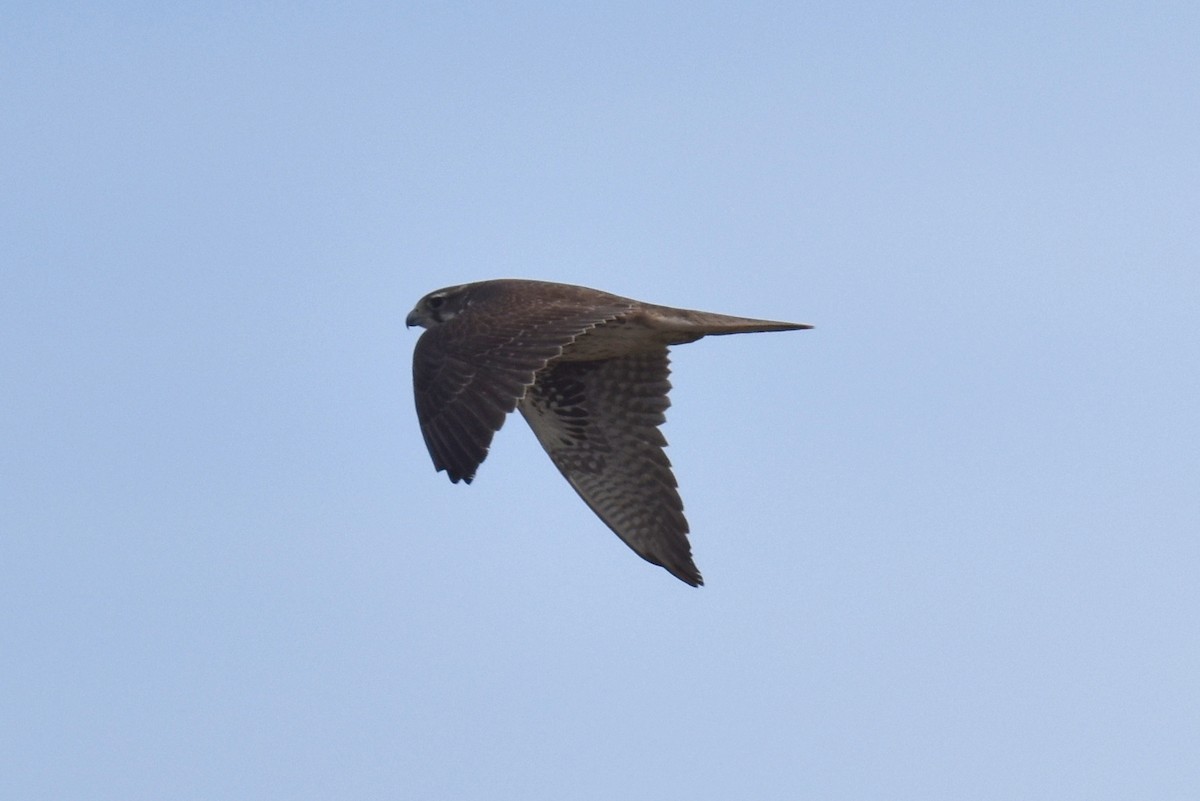 Prairie Falcon - Naresh Satyan