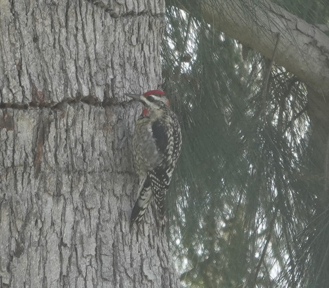 Red-naped Sapsucker - Sylvia Afable