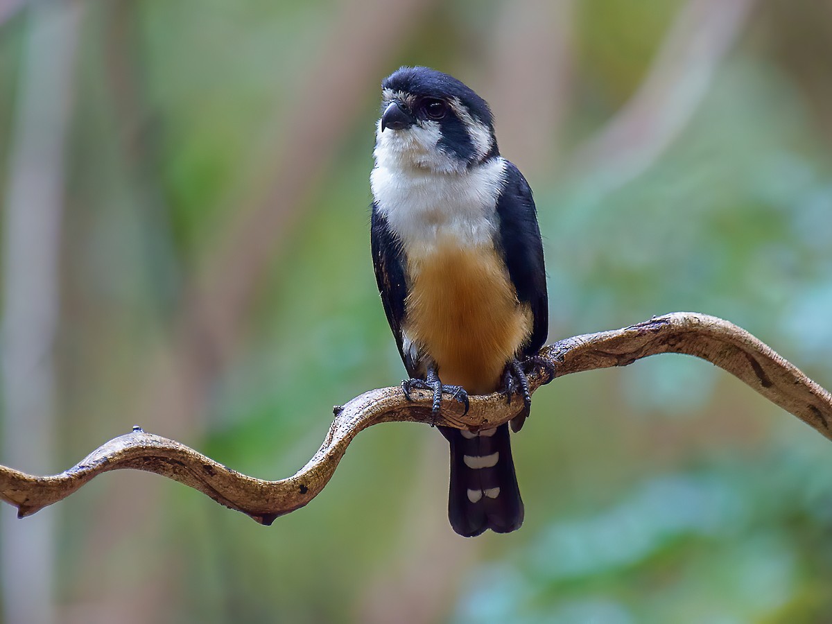 モモグロヒメハヤブサ - eBird