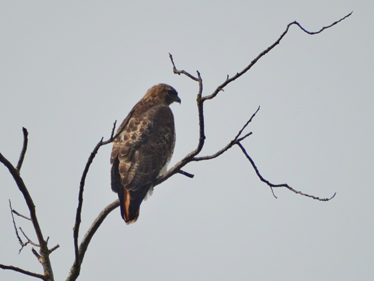 Red-tailed Hawk - ML614918384