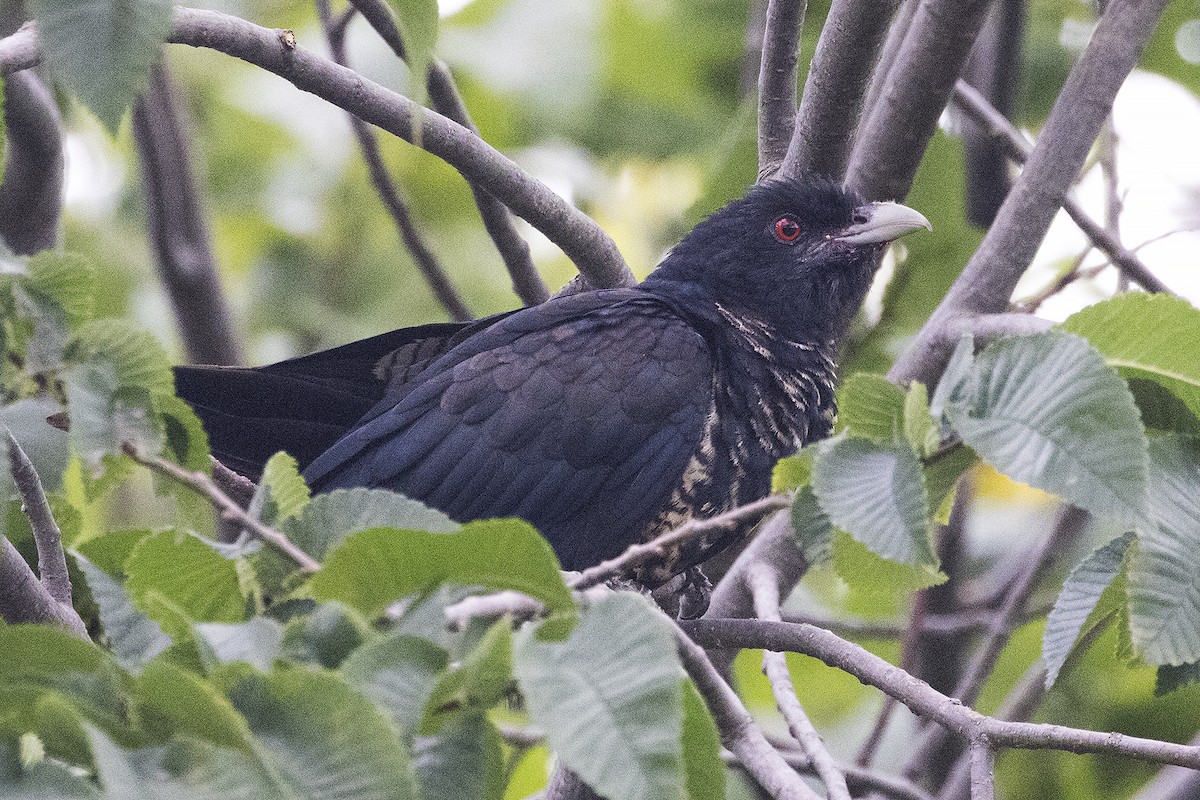 kukačka pacifická (ssp. cyanocephalus/subcyanocephalus) - ML614918427