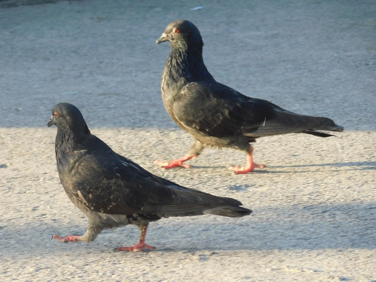 Pigeon biset (forme domestique) - ML614918533