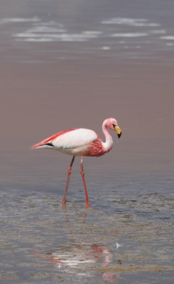 Puna Flamingosu - ML614918600