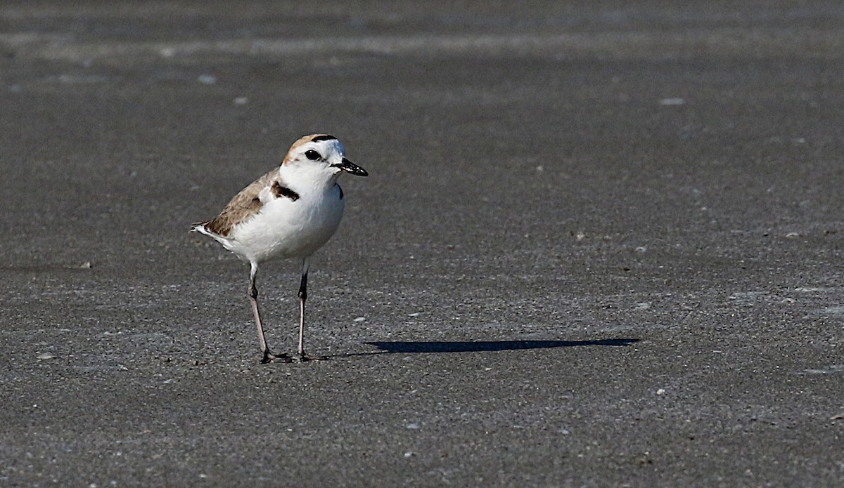 White-faced Plover - ML614918703