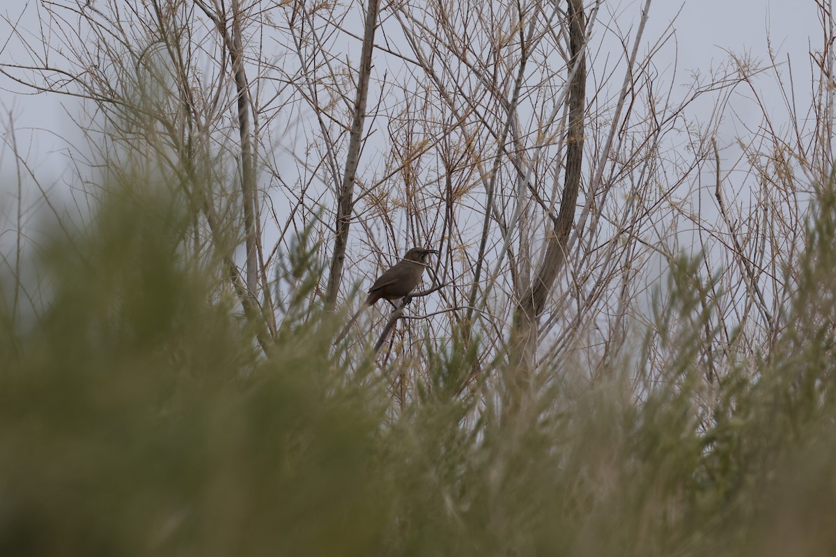 Crissal Thrasher - ML614918714