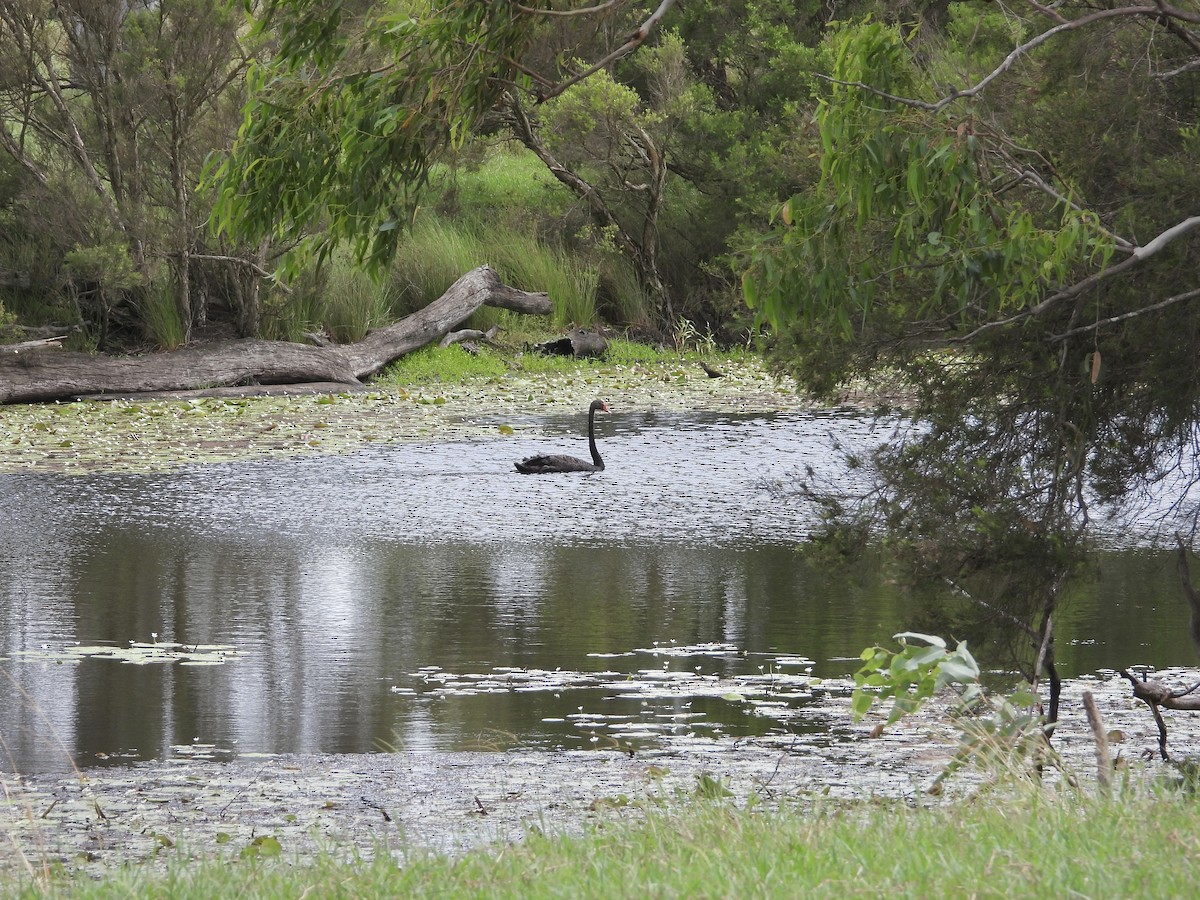 Black Swan - ML614918777