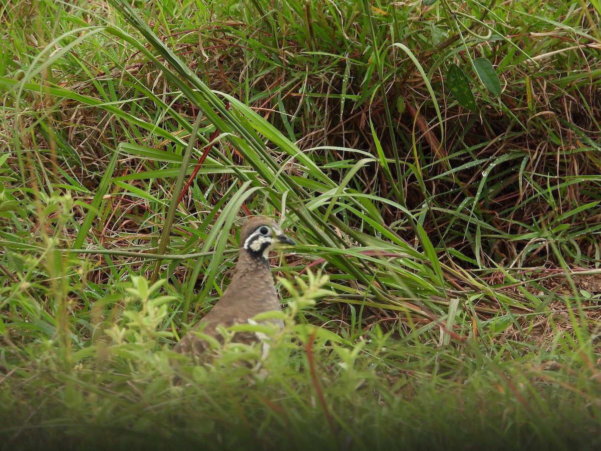 Squatter Pigeon - Cherri and Peter Gordon