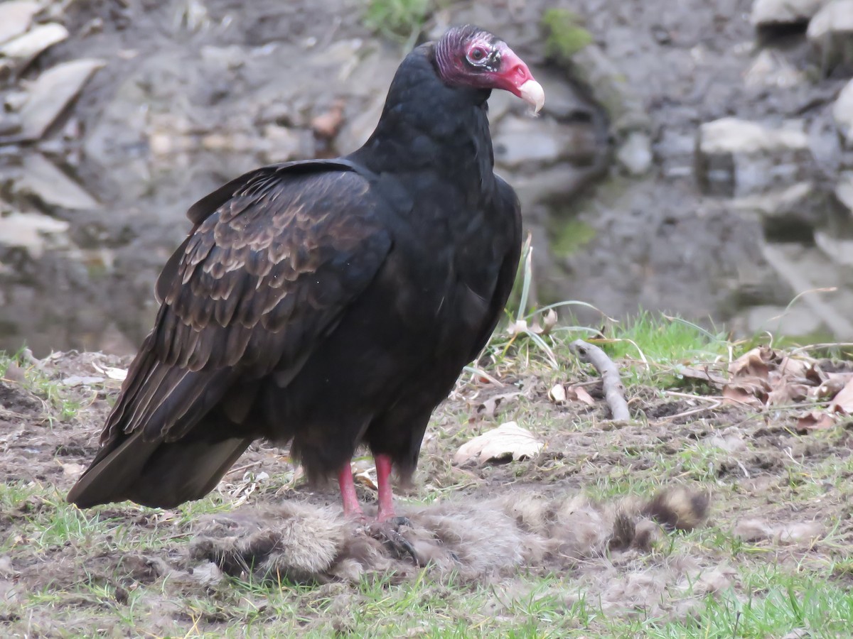 Turkey Vulture - ML614918864