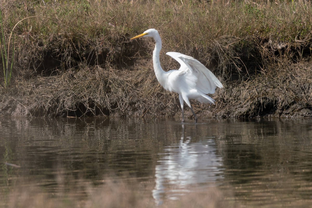 Great Egret - ML614918951