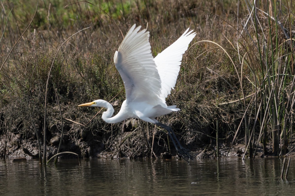 Great Egret - ML614918960