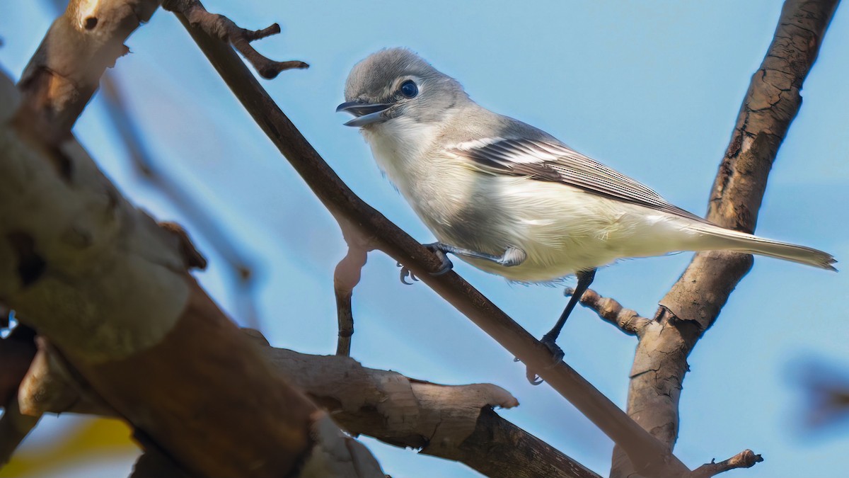 Plumbeous Vireo - ML614918988