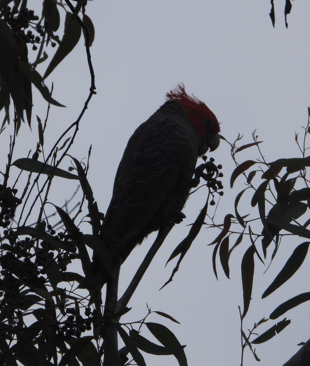 Gang-gang Cockatoo - ML614918989