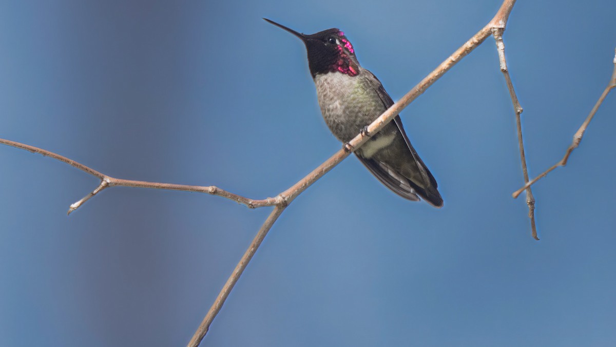 Anna's Hummingbird - ML614918993