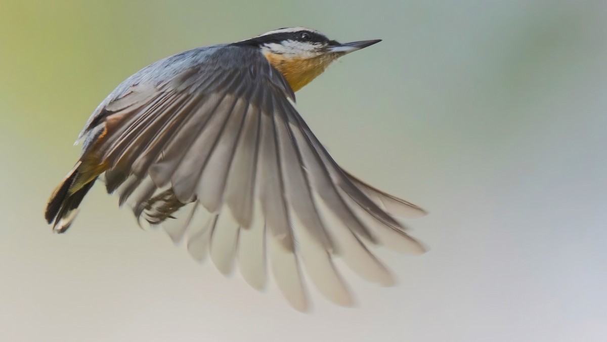 Red-breasted Nuthatch - ML614919035