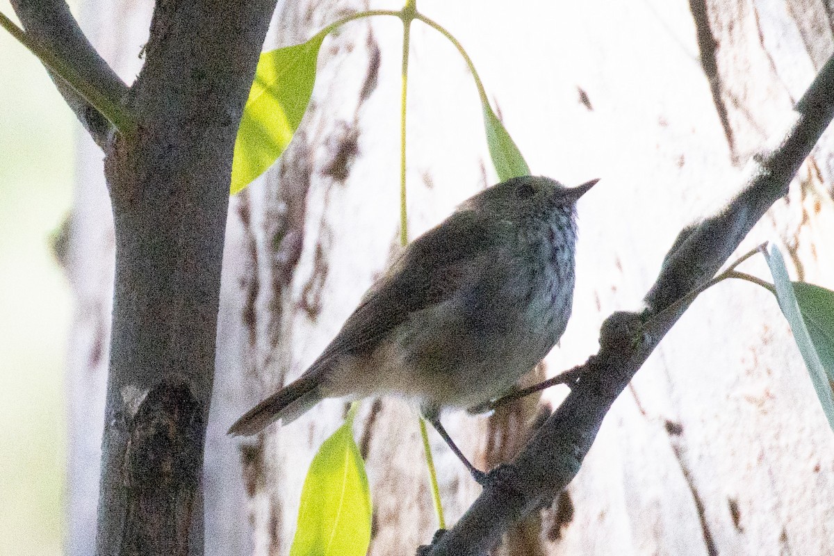 Brown Thornbill - Pat and Denise Feehan