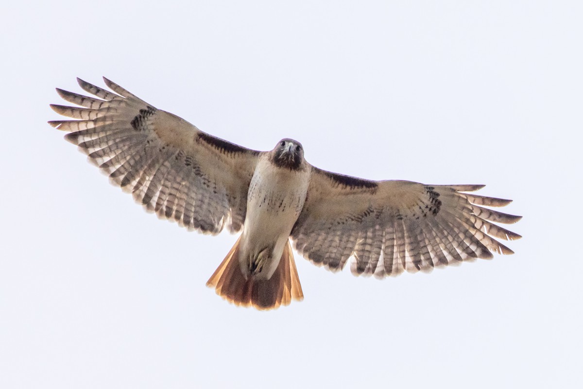 Red-tailed Hawk - ML614919141
