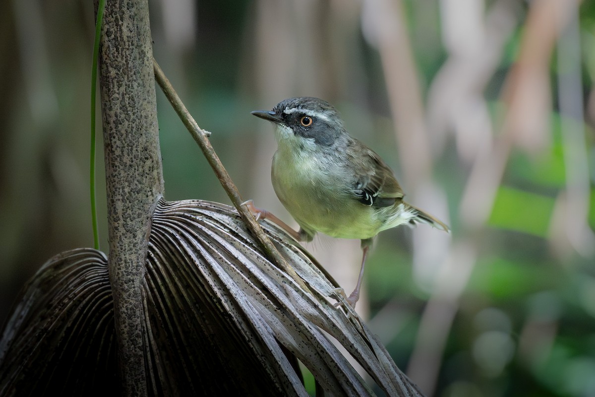 Weißbrauensericornis - ML614919142