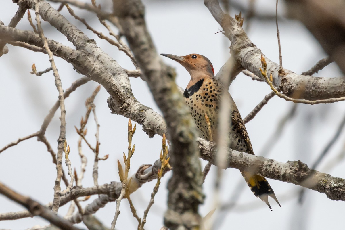 Northern Flicker - ML614919166