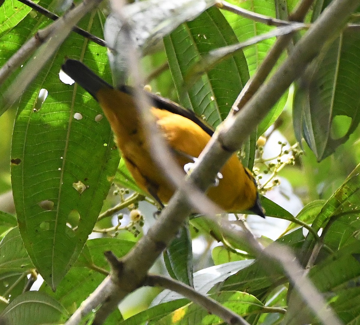 Golden Tanager - ML614919211