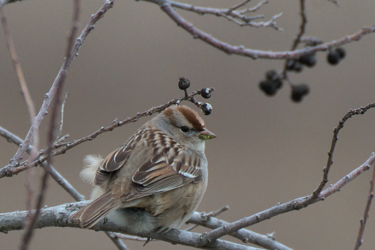 White-crowned Sparrow - Donald Fullmer