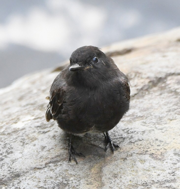 Black Phoebe - ML614919284