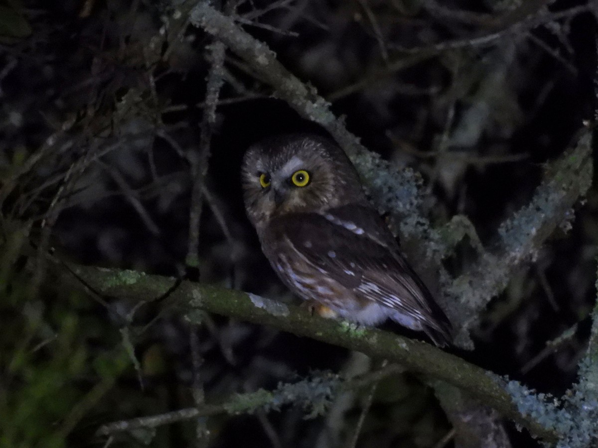 Northern Saw-whet Owl - ML614919347