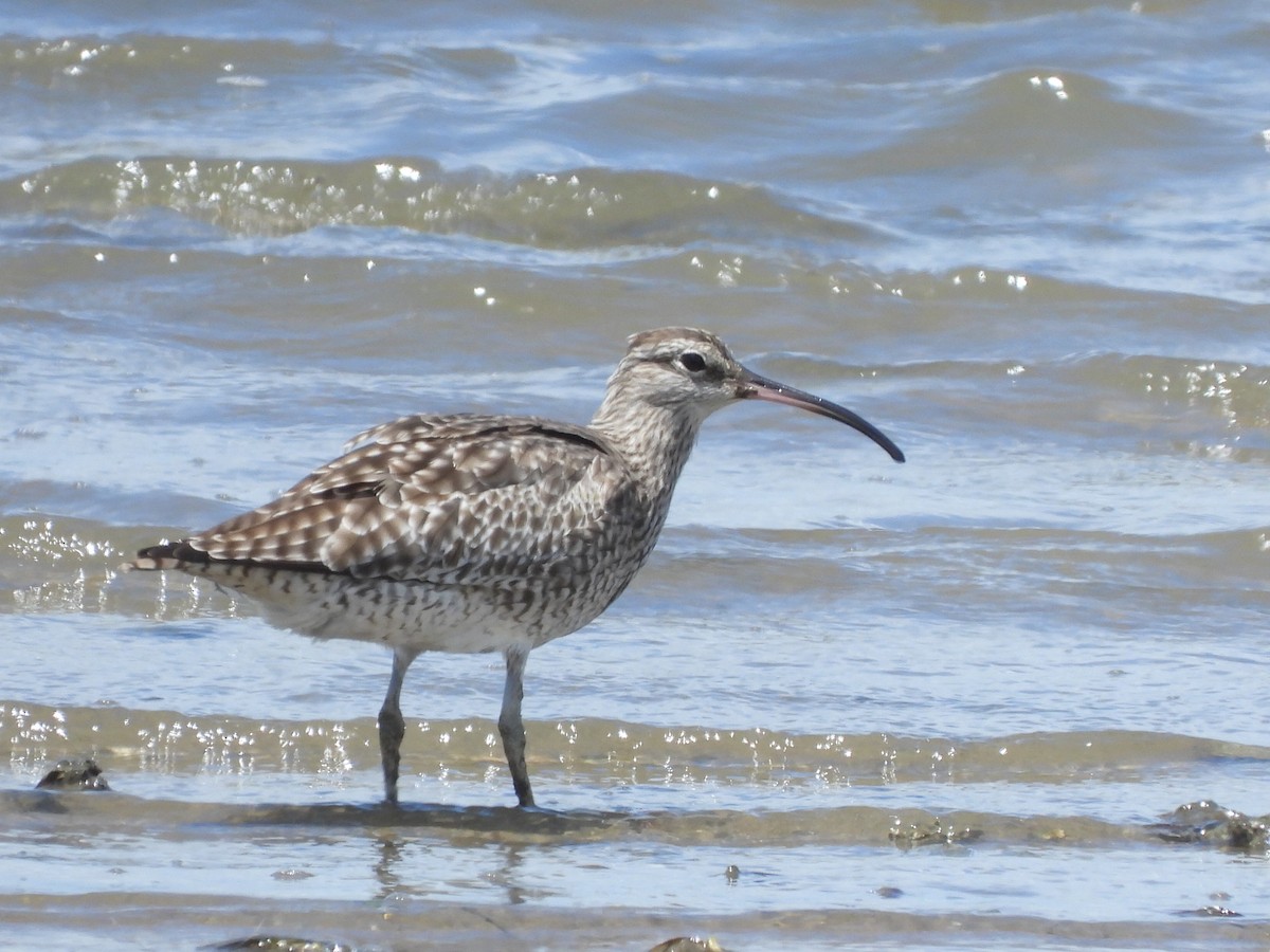 Whimbrel - Scott Fox