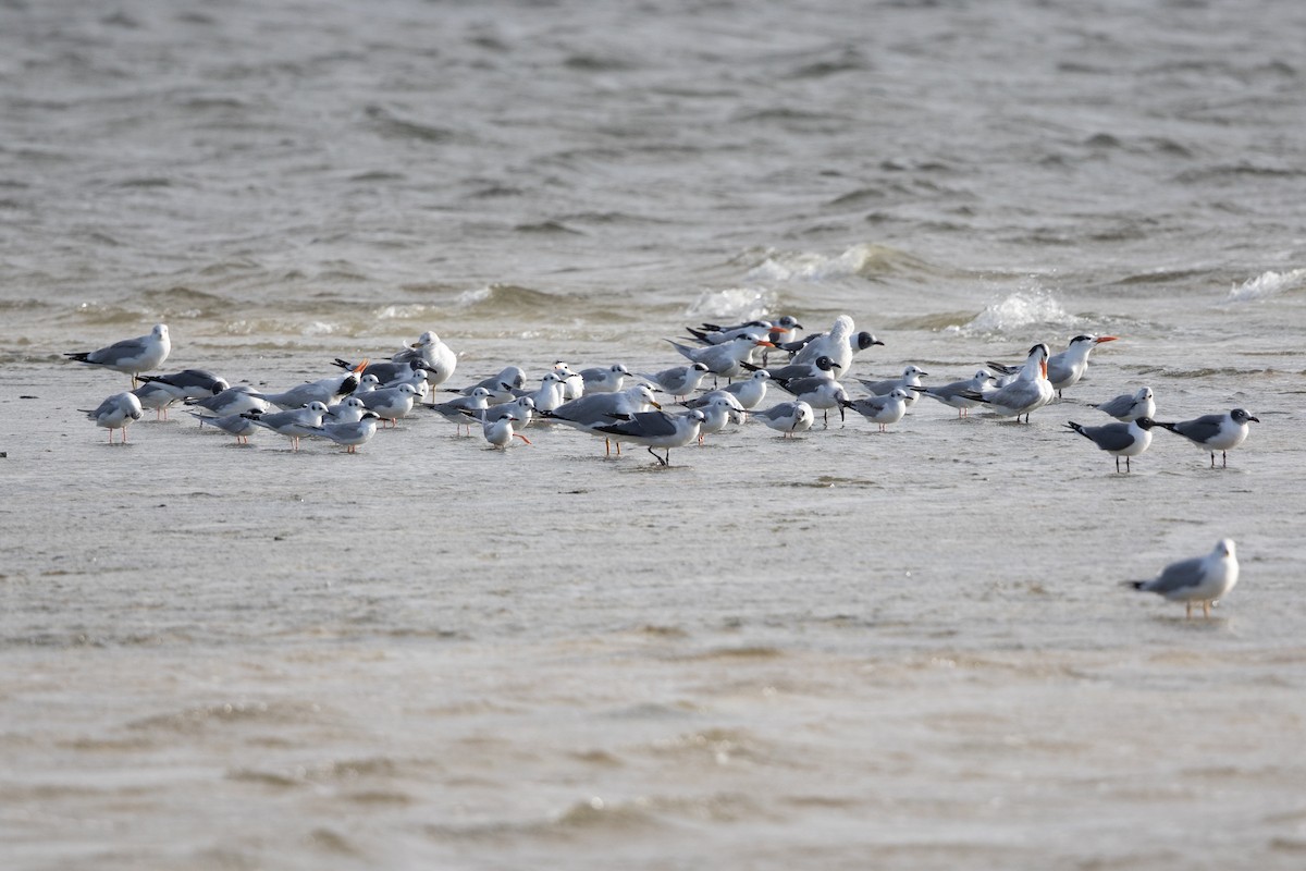 Bonaparte's Gull - ML614919379