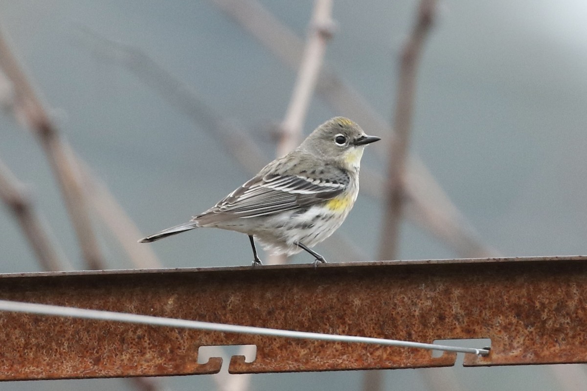 Yellow-rumped Warbler - Roger Woodruff