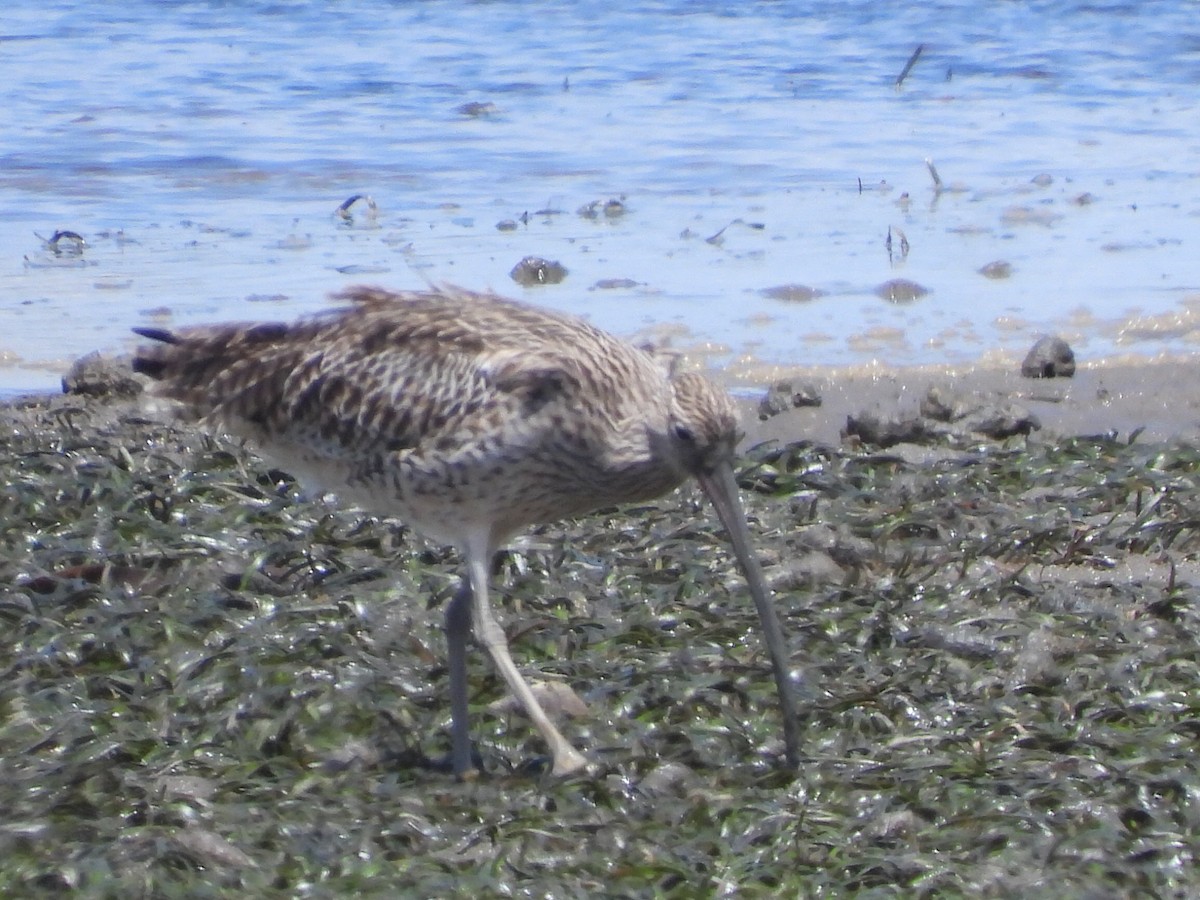 Far Eastern Curlew - ML614919399