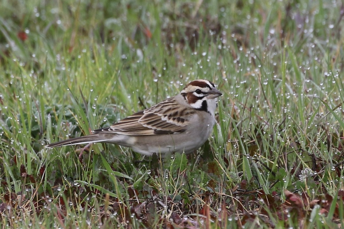 Lark Sparrow - ML614919400