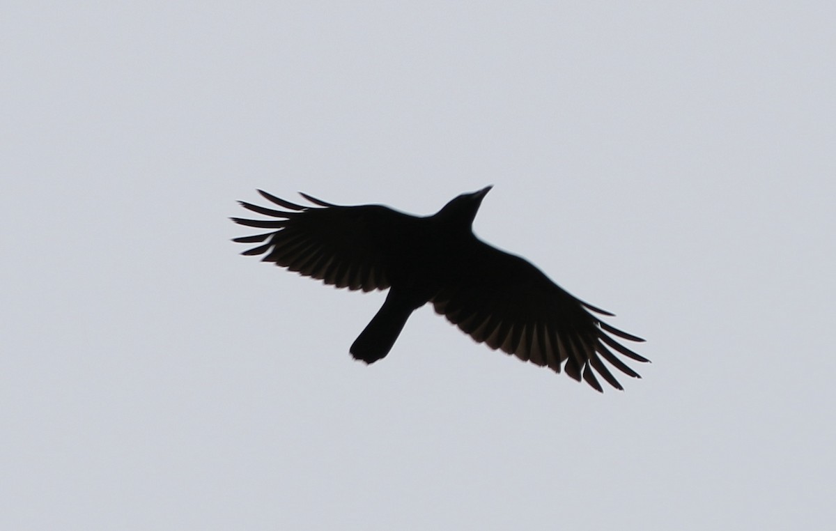 American Crow - Roger Woodruff