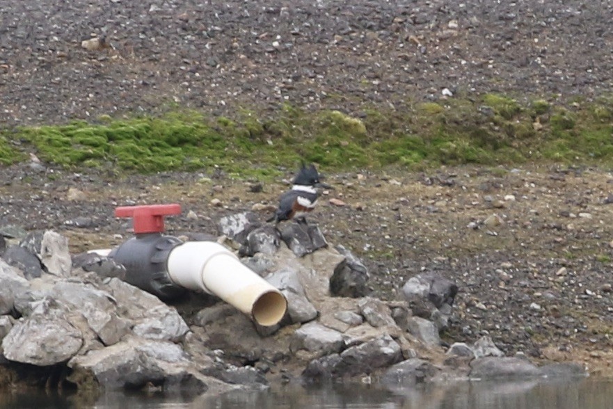 Belted Kingfisher - Roger Woodruff