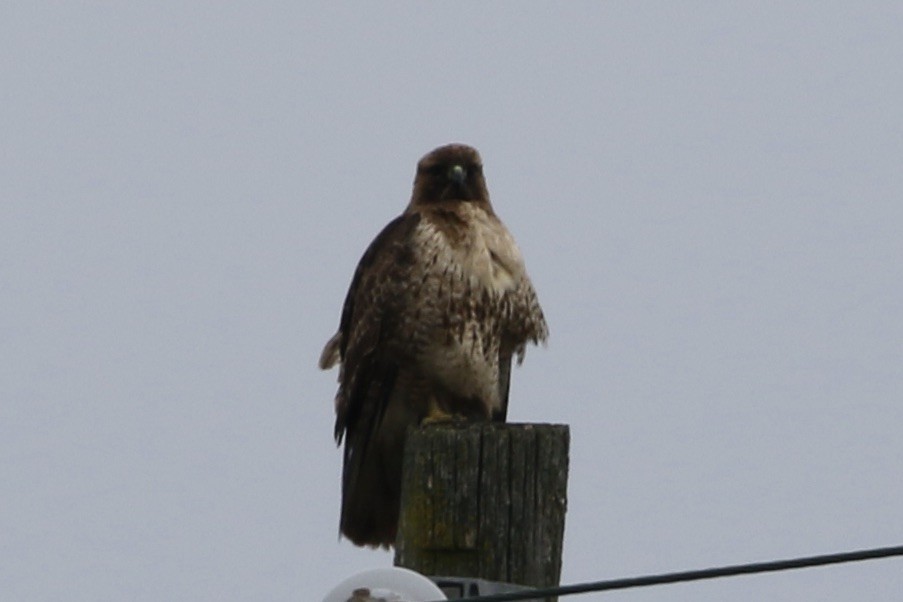 Rotschwanzbussard - ML614919407