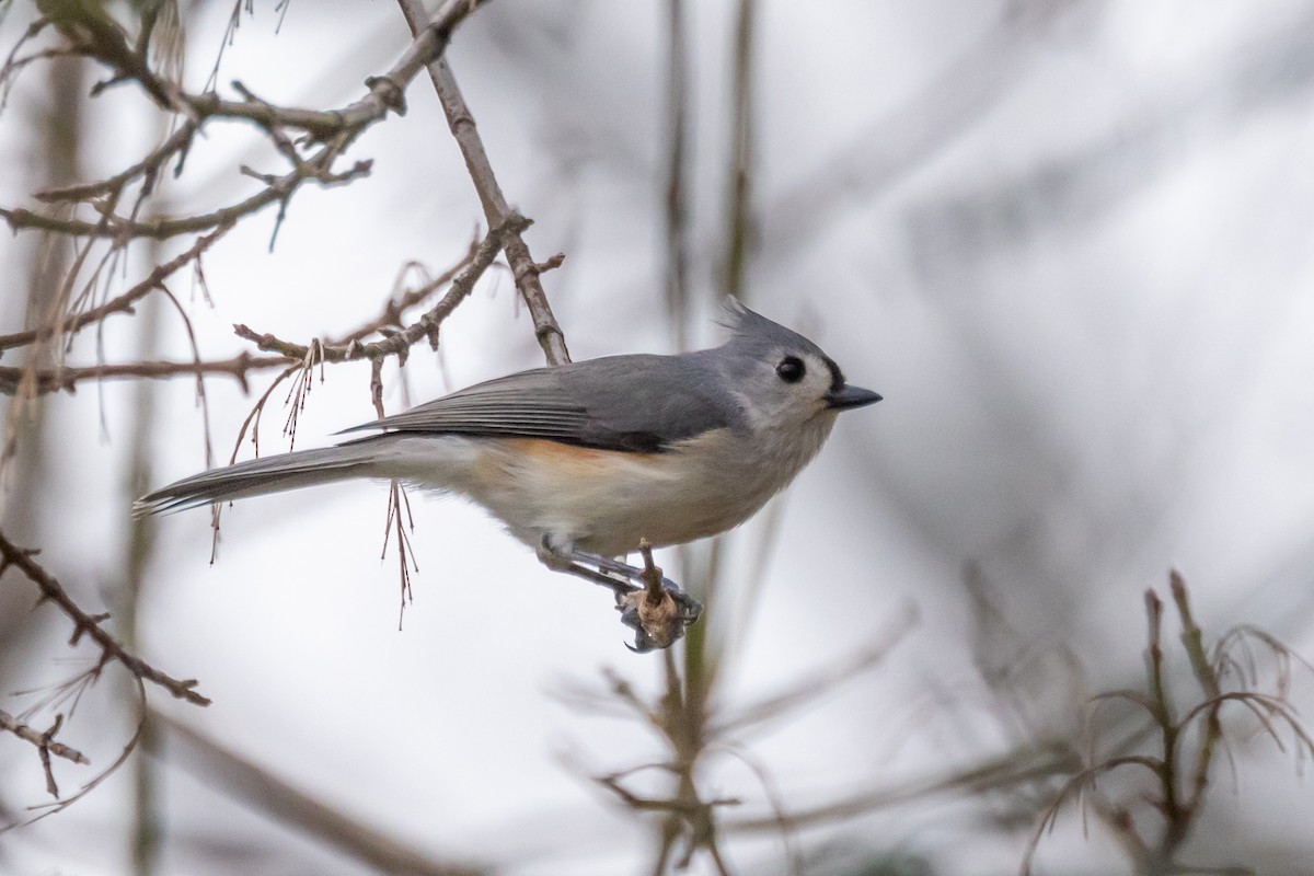 Tufted Titmouse - ML614919435