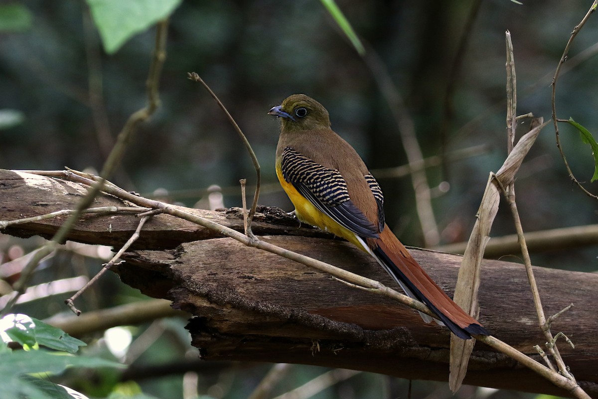 Orange-breasted Trogon - ML614919450