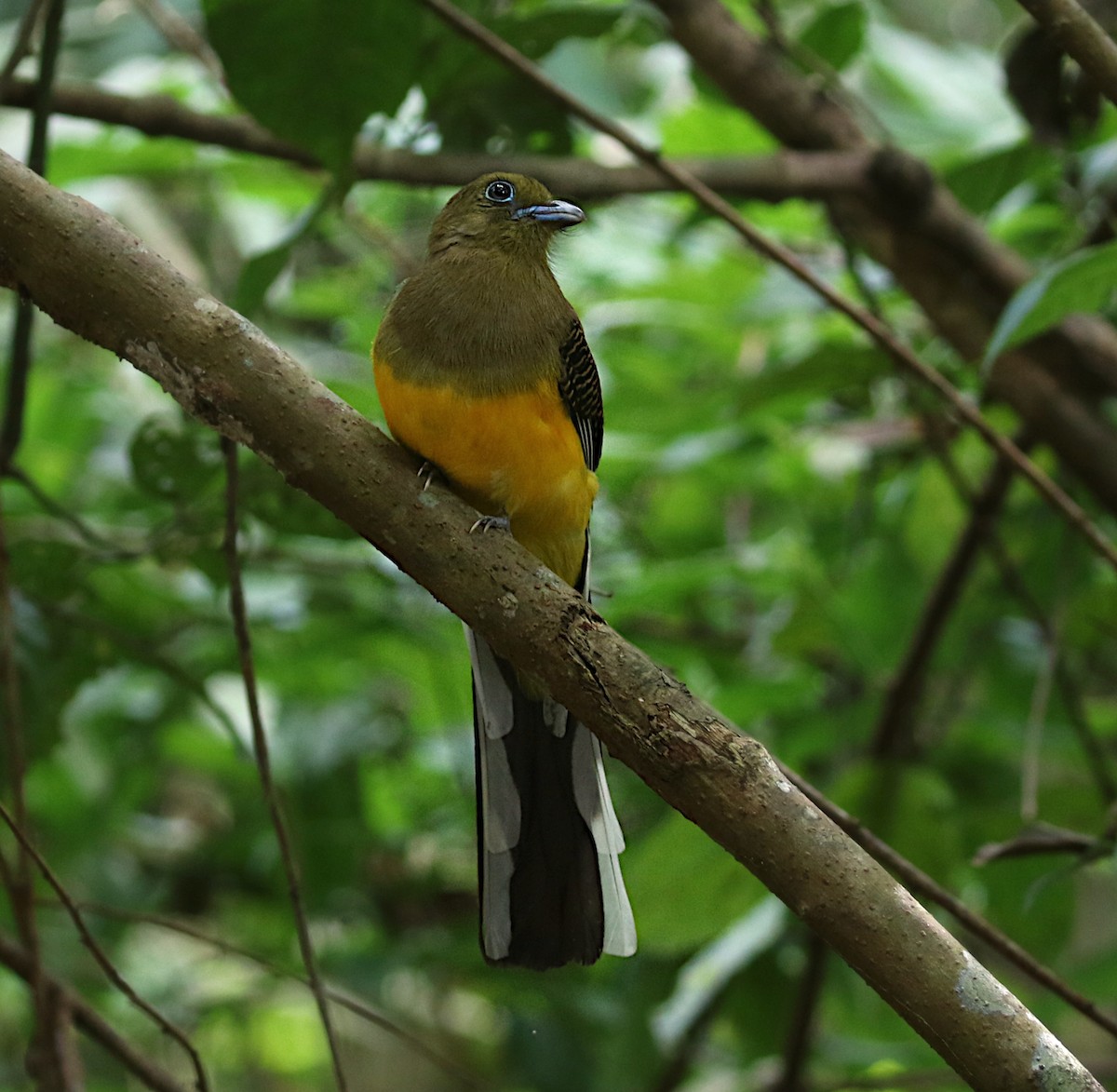 Orange-breasted Trogon - ML614919453